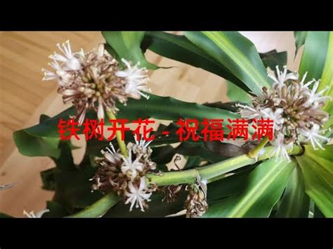 鐵樹開花吉凶